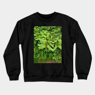 Raindrops on Spruce Trees Crewneck Sweatshirt